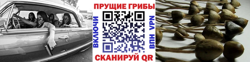 Купить где  Пыть-Ях  Псилоцибиновые грибы прущие грибы 